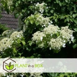 Hortensia Petiolaris - Set De 6 - Hortensia Grimpant - Pot 9cm - Hauteur 25-40cm 8 Hortensia Petiolaris - Set De 6 - Hortensia Grimpant - Pot 9cm - Hauteur 25-40cm -Magasin De Graines De Plantes 64594c8e24d139.12664719