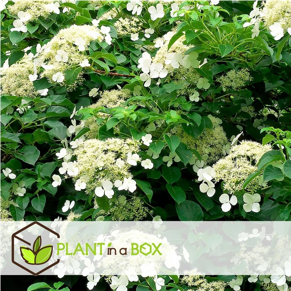 Hortensia Petiolaris - Set De 6 - Hortensia Grimpant - Pot 9cm - Hauteur 25-40cm 2 Hortensia Petiolaris - Set De 6 - Hortensia Grimpant - Pot 9cm - Hauteur 25-40cm – Image 2