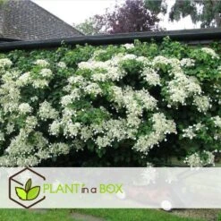 Hortensia Petiolaris - Set De 6 - Hortensia Grimpant - Pot 9cm - Hauteur 25-40cm 9 Hortensia Petiolaris - Set De 6 - Hortensia Grimpant - Pot 9cm - Hauteur 25-40cm -Magasin De Graines De Plantes 64594c8e465149.53064897