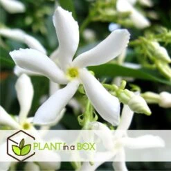 Jasmin Xl - Plante Grimpante - Pot 17cm - Hauteur 110-120cm -Magasin De Graines De Plantes 64594d518051c7.91127759