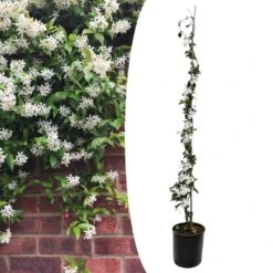 Jasmin Xl - Plante Grimpante - Pot 17cm - Hauteur 110-120cm