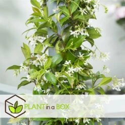 Jasmin Xl - Plante Grimpante - Pot 17cm - Hauteur 110-120cm -Magasin De Graines De Plantes 64594d518cf5e8.44702787