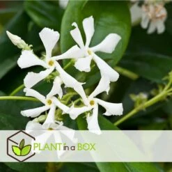 Jasmin Xl - Plante Grimpante - Pot 17cm - Hauteur 110-120cm -Magasin De Graines De Plantes 64594d519ae3a7.69029603