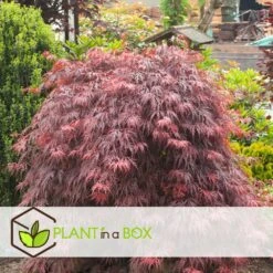 Acer Palmatum 'garnet' - Set De 2 - Erable - Pot 19cm - Hauteur 60-70cm 8 Acer Palmatum 'garnet' - Set De 2 - Erable - Pot 19cm - Hauteur 60-70cm -Magasin De Graines De Plantes 64594fca26f953.48731481