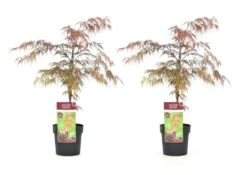 Acer Palmatum 'garnet' - Set De 2 - Erable - Pot 19cm - Hauteur 60-70cm