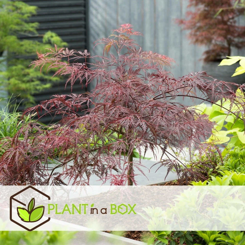 Acer Palmatum 'garnet' - Set De 2 - Erable - Pot 19cm - Hauteur 60-70cm 3 Acer Palmatum 'garnet' - Set De 2 - Erable - Pot 19cm - Hauteur 60-70cm – Image 3