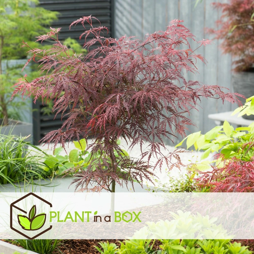 Acer Palmatum 'garnet' - Set De 2 - Erable - Pot 19cm - Hauteur 60-70cm 5 Acer Palmatum 'garnet' - Set De 2 - Erable - Pot 19cm - Hauteur 60-70cm – Image 5