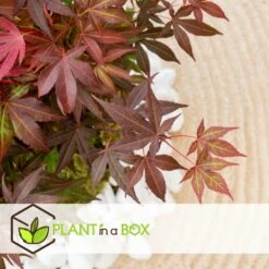 Acer Palmatum 'atropurpureum' - Set De 2 - Erable - Pot 19cm - Hauteur 60-70cm -Magasin De Graines De Plantes 64594fdc7e00b7.79547310