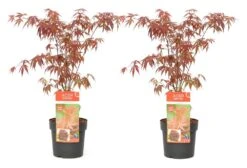 Acer Palmatum 'atropurpureum' - Set De 2 - Erable - Pot 19cm - Hauteur 60-70cm