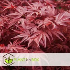 Acer Palmatum 'atropurpureum' - Set De 2 - Erable - Pot 19cm - Hauteur 60-70cm -Magasin De Graines De Plantes 64594fdc8bb888.54159068