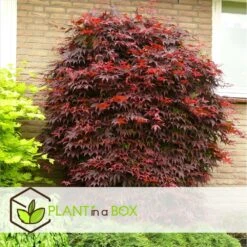 Acer Palmatum 'atropurpureum' - Set De 2 - Erable - Pot 19cm - Hauteur 60-70cm -Magasin De Graines De Plantes 64594fdc9db923.88068489