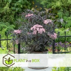 Sambucus Nigra 'black Lace' - Set De 4 - Pot 17cm - Hauteur 25-40cm 8 Sambucus Nigra 'black Lace' - Set De 4 - Pot 17cm - Hauteur 25-40cm -Magasin De Graines De Plantes 64594fe017ff58.54905189