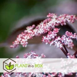 Sambucus Nigra 'black Lace' - Set De 4 - Pot 17cm - Hauteur 25-40cm 7 Sambucus Nigra 'black Lace' - Set De 4 - Pot 17cm - Hauteur 25-40cm -Magasin De Graines De Plantes 64594fe01c6815.60092599