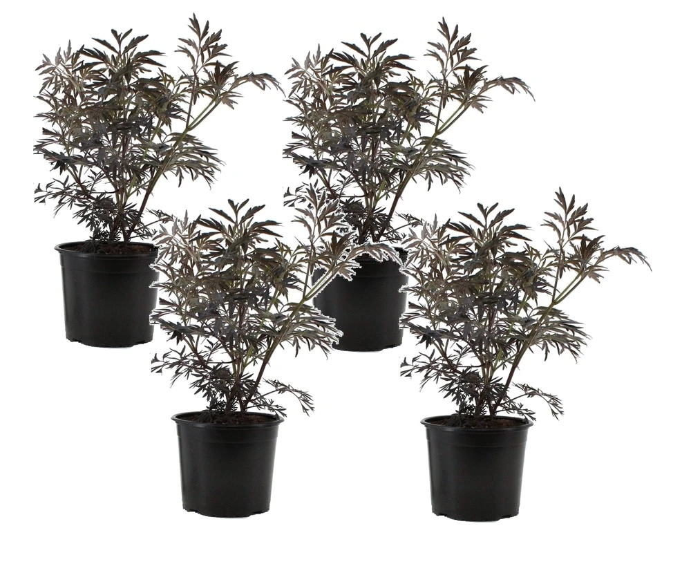 Sambucus Nigra 'black Lace' - Set De 4 - Pot 17cm - Hauteur 25-40cm 1 Sambucus Nigra 'black Lace' - Set De 4 - Pot 17cm - Hauteur 25-40cm