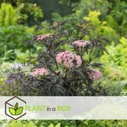 Sambucus Nigra 'black Lace' - Set De 4 - Pot 17cm - Hauteur 25-40cm 9 Sambucus Nigra 'black Lace' - Set De 4 - Pot 17cm - Hauteur 25-40cm -Magasin De Graines De Plantes 64594fe03806c9.54643939