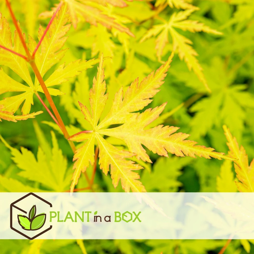 Érable Du Japon 'orange Lace' - érable Du Japon - Pot 19 - Hauteur 60-70cm 2 Érable Du Japon 'orange Lace' - érable Du Japon - Pot 19 - Hauteur 60-70cm – Image 2