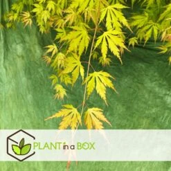 Érable Du Japon 'orange Lace' - érable Du Japon - Pot 19 - Hauteur 60-70cm 8 Érable Du Japon 'orange Lace' - érable Du Japon - Pot 19 - Hauteur 60-70cm -Magasin De Graines De Plantes 64594fe370eab8.96202355