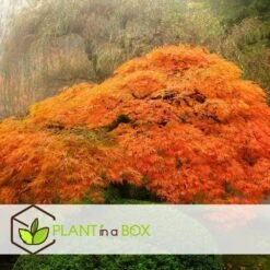 Érable Du Japon 'orange Lace' - érable Du Japon - Pot 19 - Hauteur 60-70cm 9 Érable Du Japon 'orange Lace' - érable Du Japon - Pot 19 - Hauteur 60-70cm -Magasin De Graines De Plantes 64594fe398ecf4.82427058