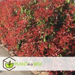 Photinia Fraseri Red Robin - Set De 6 - Pot 17cm - Hauteur 30-40cm -Magasin De Graines De Plantes 6459500a3f3082.23305329