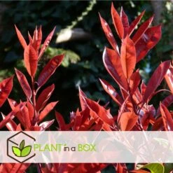 Photinia Fraseri Red Robin - Set De 6 - Pot 17cm - Hauteur 30-40cm -Magasin De Graines De Plantes 6459500a44a9d6.48307489