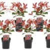 Photinia Fraseri Red Robin - Set De 6 - Pot 17cm - Hauteur 30-40cm