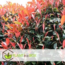 Photinia Fraseri Red Robin - Set De 6 - Pot 17cm - Hauteur 30-40cm -Magasin De Graines De Plantes 6459500a66e9f7.63273158