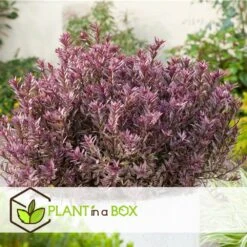 Hebe Pinguifolia - Mélange De 12 - Arbuste - Pot 10.5cm - Hauteur 15-20cm -Magasin De Graines De Plantes 6459500e64f3c6.09711097