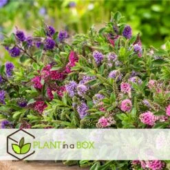 Hebe Pinguifolia - Mélange De 12 - Arbuste - Pot 10.5cm - Hauteur 15-20cm -Magasin De Graines De Plantes 6459500e708ff1.21350477