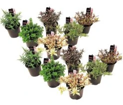 Hebe Pinguifolia - Mélange De 12 - Arbuste - Pot 10.5cm - Hauteur 15-20cm