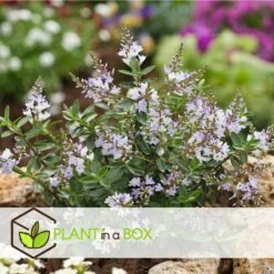 Hebe Pinguifolia - Mélange De 12 - Arbuste - Pot 10.5cm - Hauteur 15-20cm -Magasin De Graines De Plantes 6459500e849c88.75910708