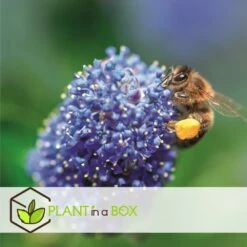 Ceanothus Thyrsiflorus Repens - Set De 2 - Arbuste - Pot 17cm - Hauteur 60-70cm -Magasin De Graines De Plantes 6459513fd62423.36549364