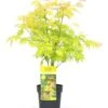 Acer 'orange Dream' - érable Du Japon - Pot 19cm - Hauteur 60-70cm