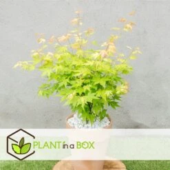 Acer 'orange Dream' - érable Du Japon - Pot 19cm - Hauteur 60-70cm -Magasin De Graines De Plantes 6459514383fc16.68877922