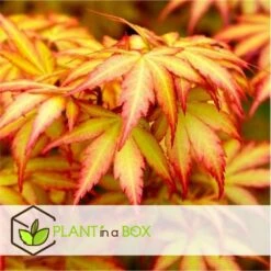 Acer 'orange Dream' - érable Du Japon - Pot 19cm - Hauteur 60-70cm -Magasin De Graines De Plantes 645951438cd7a4.16475158