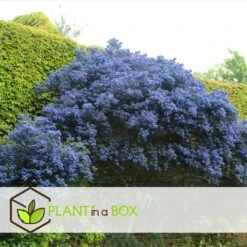 Ceanothus Thyrsiflorus Repens - Arbuste - Pot 17cm - Hauteur 60-70cm -Magasin De Graines De Plantes 64595167264cf5.38010472
