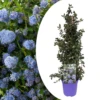 Ceanothus Thyrsiflorus Repens - Arbuste - Pot 17cm - Hauteur 60-70cm
