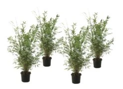 Fargesia Gansu - Set De 4 - Bambou Non Invasif - Pot 17cm - Hauteur 50-70cm