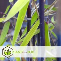 Fargesia Gansu - Set De 6 - Bambou Non Invasif - Pot 17cm - Hauteur 50-70cm 7 Fargesia Gansu - Set De 6 - Bambou Non Invasif - Pot 17cm - Hauteur 50-70cm -Magasin De Graines De Plantes 6459517105b0d2.88112397