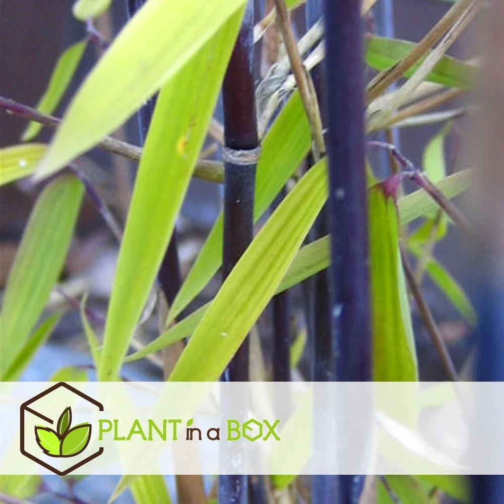 Fargesia Gansu - Set De 6 - Bambou Non Invasif - Pot 17cm - Hauteur 50-70cm 4 Fargesia Gansu - Set De 6 - Bambou Non Invasif - Pot 17cm - Hauteur 50-70cm – Image 4