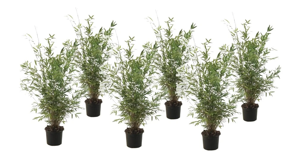 Fargesia Gansu - Set De 6 - Bambou Non Invasif - Pot 17cm - Hauteur 50-70cm 1 Fargesia Gansu - Set De 6 - Bambou Non Invasif - Pot 17cm - Hauteur 50-70cm