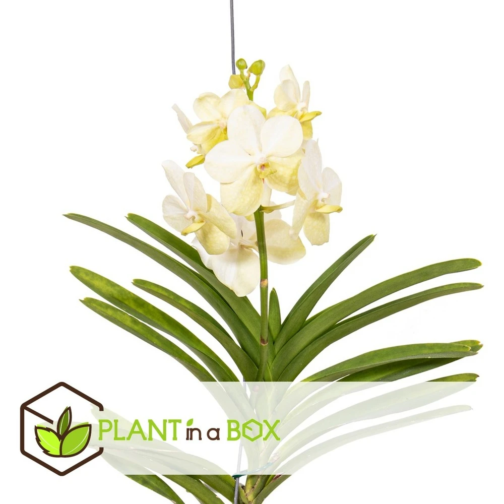 Vanda Tayanee White - Orchidée Tropicale - Magnifique Couleurs - Hauteur 50-60cm 2 Vanda Tayanee White - Orchidée Tropicale - Magnifique Couleurs - Hauteur 50-60cm – Image 2