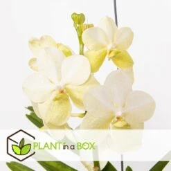 Vanda Tayanee White - Orchidée Tropicale - Magnifique Couleurs - Hauteur 50-60cm 5 Vanda Tayanee White - Orchidée Tropicale - Magnifique Couleurs - Hauteur 50-60cm -Magasin De Graines De Plantes 6459521dbdcab9.64992120