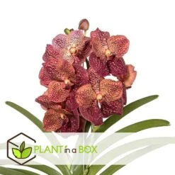 Vanda Leopard Coral - Orchidée Tropicale - Orchidée En Fleur - Hauteur 75-85cm 5 Vanda Leopard Coral - Orchidée Tropicale - Orchidée En Fleur - Hauteur 75-85cm -Magasin De Graines De Plantes 64595220aba3b5.16105552