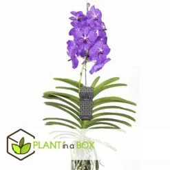 Vanda New Blue - Orchidée Tropicale - Magnifique Couleurs - Hauteur 50-60cm 7 Vanda New Blue - Orchidée Tropicale - Magnifique Couleurs - Hauteur 50-60cm -Magasin De Graines De Plantes 64595223977a18.64238423