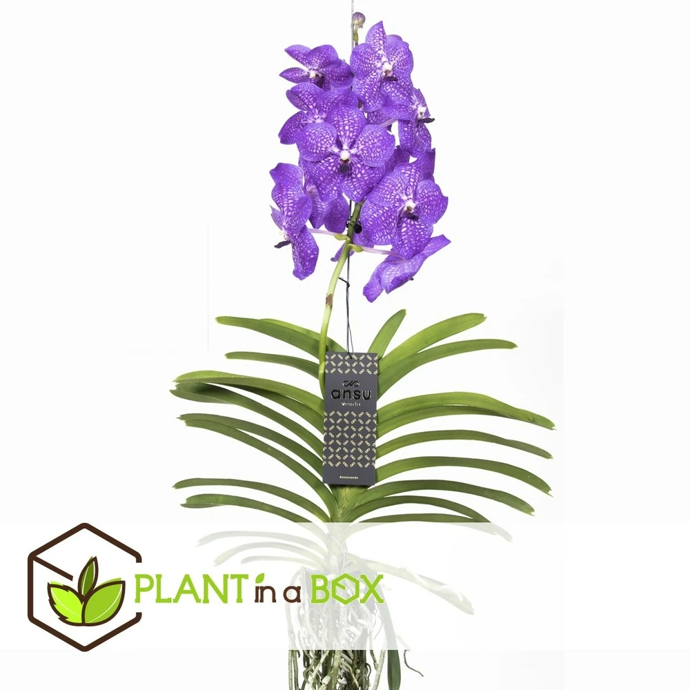 Vanda New Blue - Orchidée Tropicale - Magnifique Couleurs - Hauteur 50-60cm 4 Vanda New Blue - Orchidée Tropicale - Magnifique Couleurs - Hauteur 50-60cm – Image 4