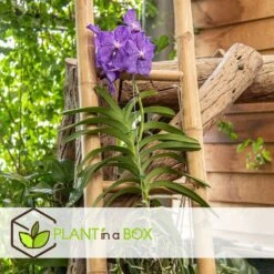 Vanda New Blue - Orchidée Tropicale - Magnifique Couleurs - Hauteur 50-60cm 6 Vanda New Blue - Orchidée Tropicale - Magnifique Couleurs - Hauteur 50-60cm -Magasin De Graines De Plantes 645952239bcf40.73598568