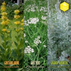 Coffret De Semences Médicinales Aromatique Apéritifs Régionaux -Magasin De Graines De Plantes 645a39a750fff5.57002845