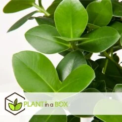 Plantes D'intérieur Purificatrices D'air - Mix De 5 - Pot 12cm - Hauteur 25-40cm -Magasin De Graines De Plantes 645a3a1057bee5.82607772