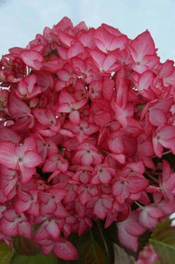 Hortensia 'salsa ?' - 5l
