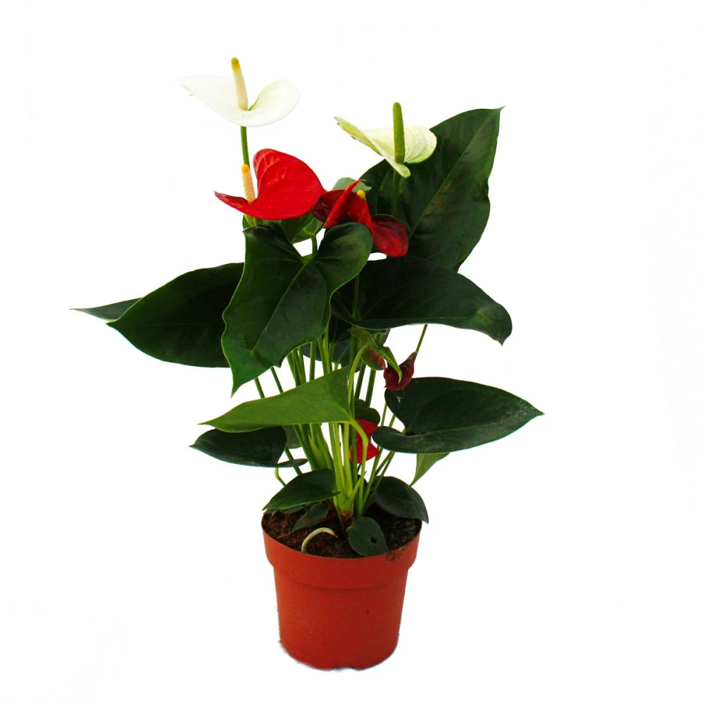 Fleur De Flamant Rose "sierra Red & Sierra White" Jumeaux Rouge/blanc Pot 14cm Anthurium Andreanum 1 Fleur De Flamant Rose "sierra Red & Sierra White" Jumeaux Rouge/blanc Pot 14cm Anthurium Andreanum